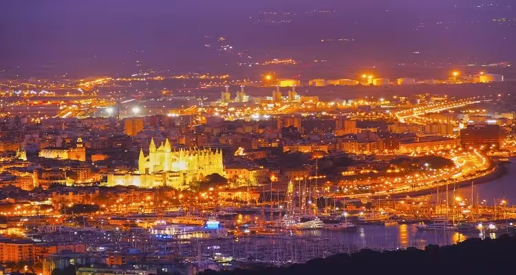 palma de noche