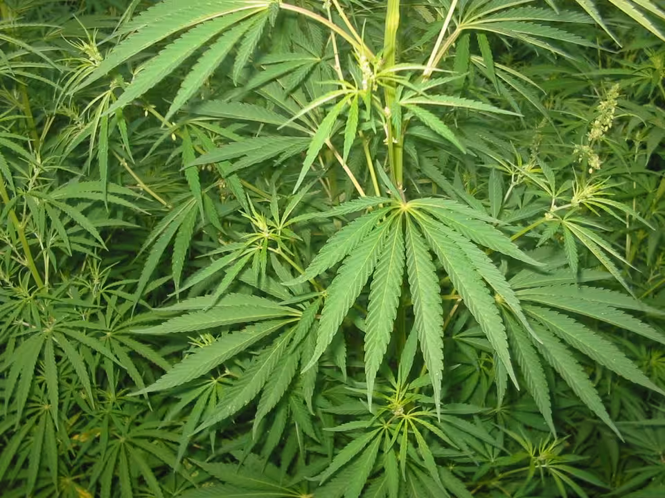 plantación de marihuana