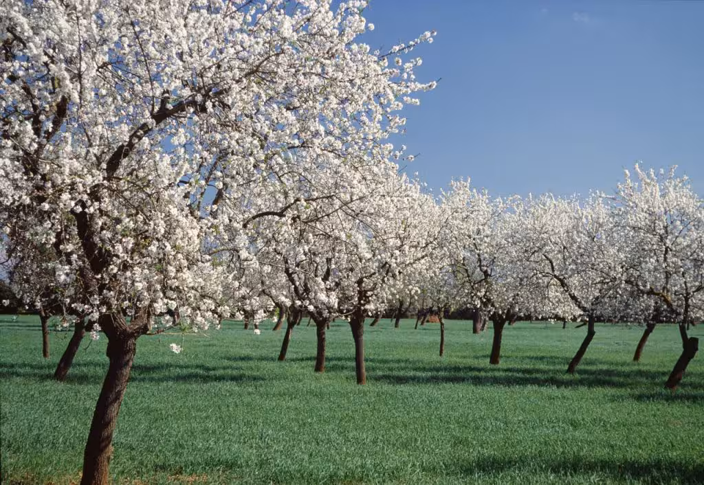 almendro