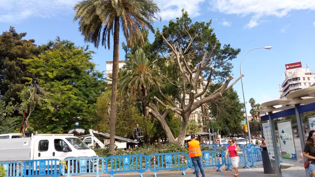 ficus_plaza_España_Palma