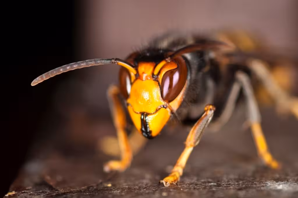 avispa_asiatica