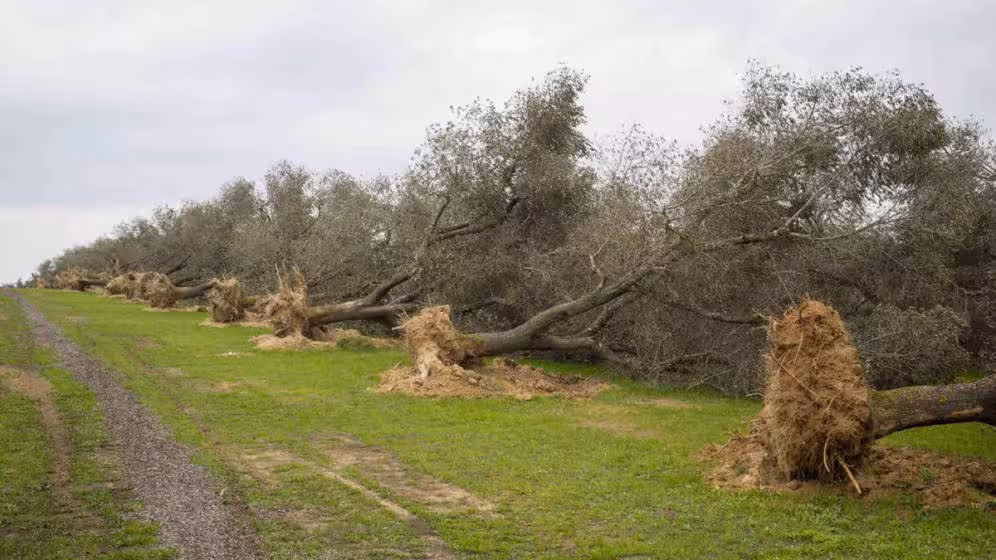 xylella
