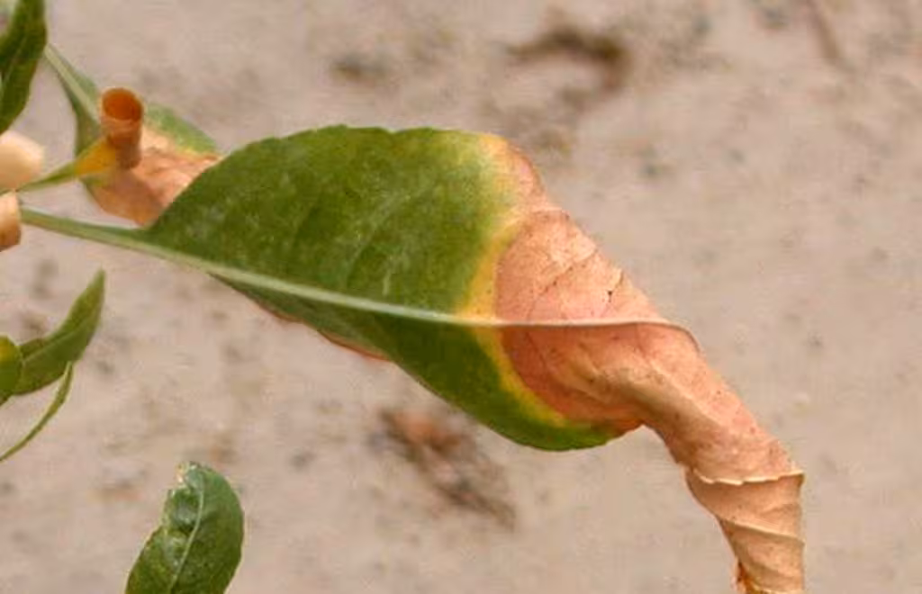 xylella