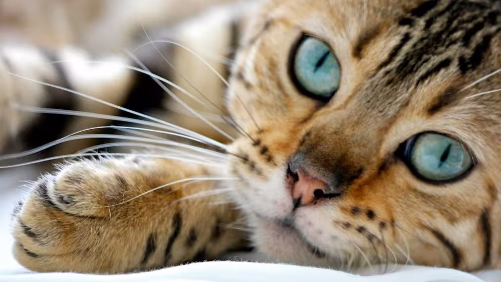 gato