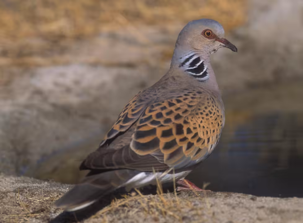 Seo BirdLife