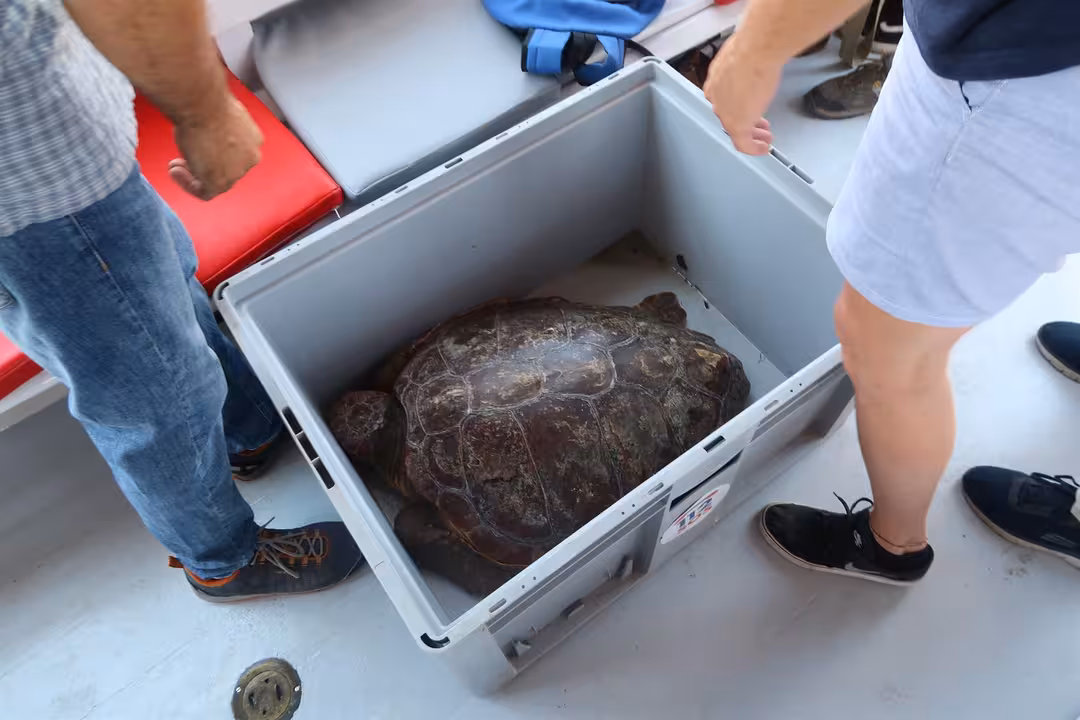 Ejemplar de tortuga marina (Caretta caretta) como las que se acercaron a Eivissa a desovar.