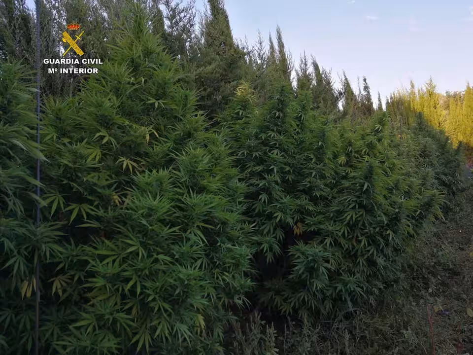 01/09/2020 Plantas de marihuana de grandes dimensiones incautadas en la operación..