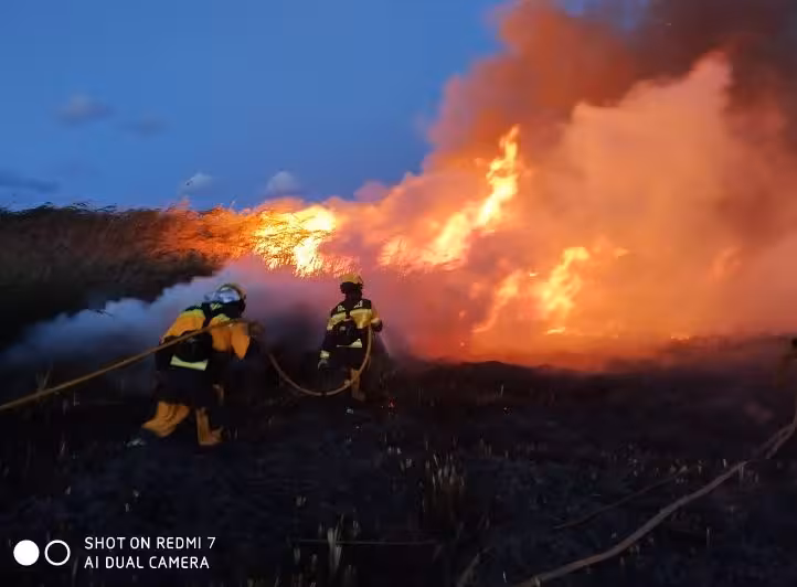 FOTO: Xarxa Forestal de les Illes Balears