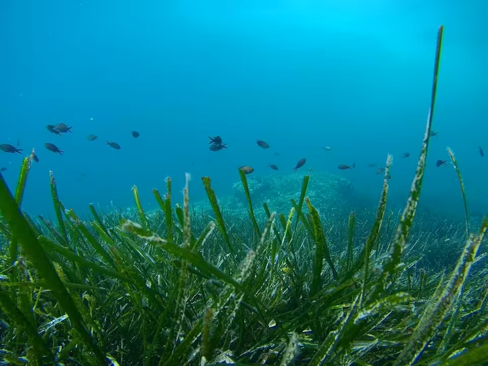27/09/2020 Posidonia. Recurso..
La experiencia de Baleares, y más concretamente de Formentera, en política de conservación de la posidonia oceanica servirán de ejemplo al resto de regiones mediterráneas para poner en marcha planes propios de protección, a la vez que se traza una política común europea.
POLITICA ESPAÑA EUROPA ISLAS BALEARES AUTONOMÍAS
CAIB