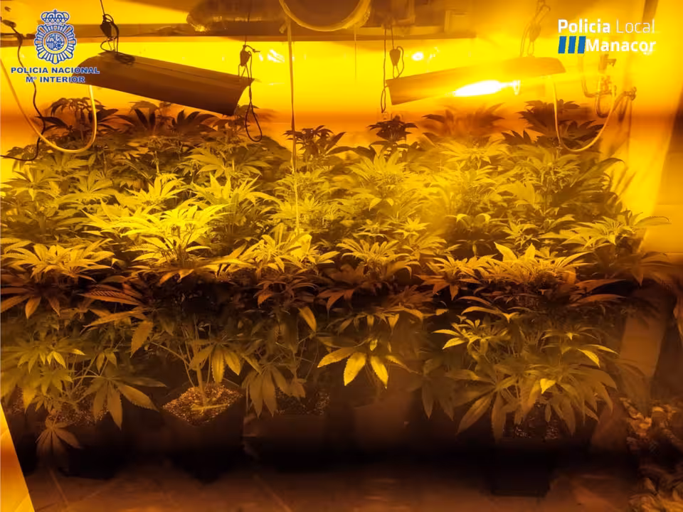 02/01/2021 Plantación de marihuana..

Agentes de la Policía Nacional, en colaboración con la Policía Local de Manacor, han procedido en la tarde de este viernes a la detención de dos hombres de 39 y 30 años de edad como presuntos autores de un delito contra la salud pública, al desmantelar una plantación de marihuana e intervenir una fiesta ilegal en una casa de campo ubicada en Manacor.

SOCIEDAD ESPAÑA EUROPA ISLAS BALEARES AUTONOMÍAS
POLICÍA NACIONAL