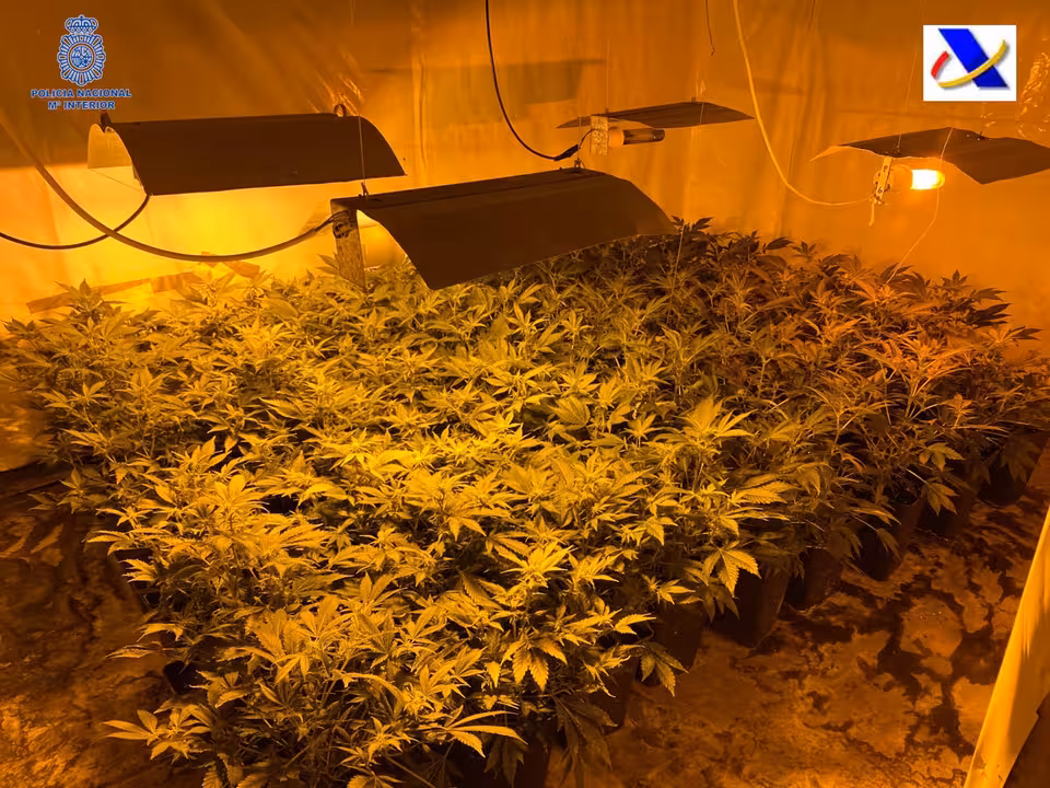 02/04/2021 Plantación de marihuana que tenían los detenidos en Son Servera.
SOCIEDAD ESPAÑA EUROPA ISLAS BALEARES AUTONOMÍAS
POLICÍA NACIONAL
