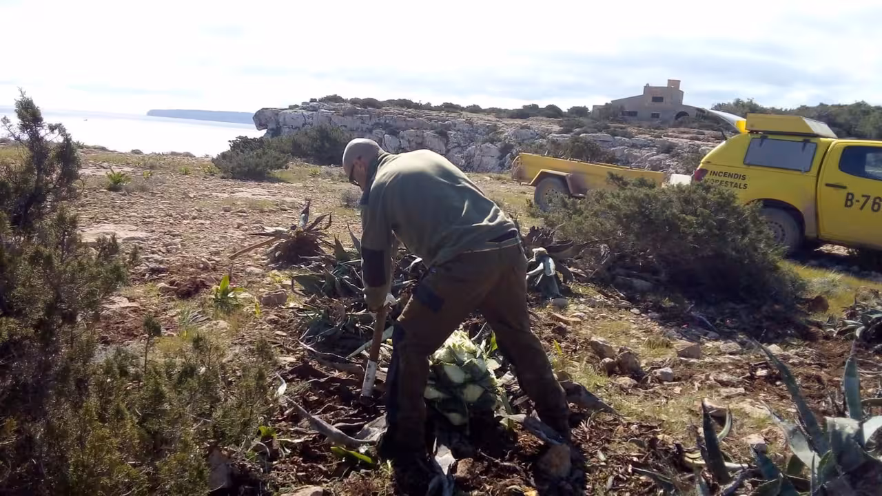 28-08-2021 Trabajos de eliminación de especies invasoras en Formentera.
SOCIEDAD ESPAÑA EUROPA ISLAS BALEARES AUTONOMÍAS
CAIB