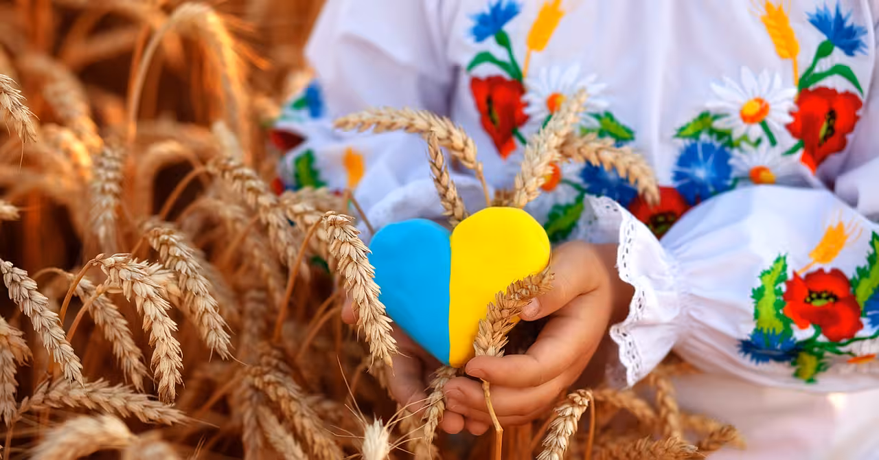 A yellow and blue heart and spikelets of wheat in the hands of a child in an embroidered shirt ( vyshyvanka). Wheat field at sunset.Unity Day, Independence Day of Ukraine, Embroidery Day