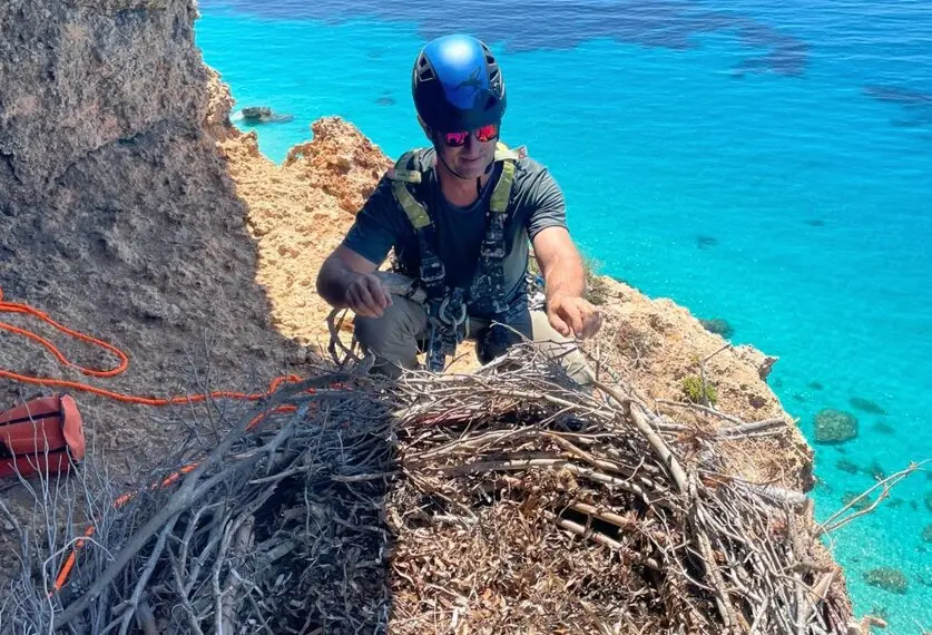 Instalaci&oacute;n de nidos artificiales