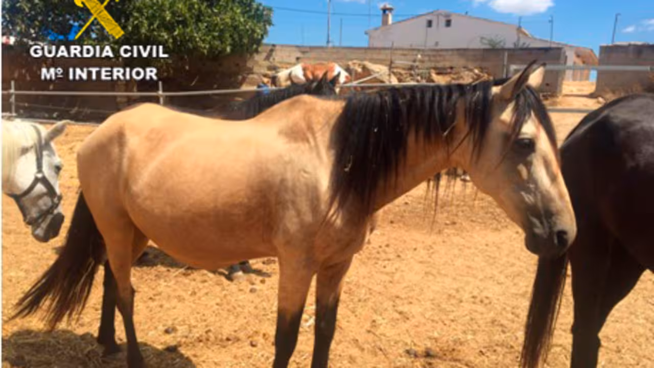 |yegua se pasea por el campo