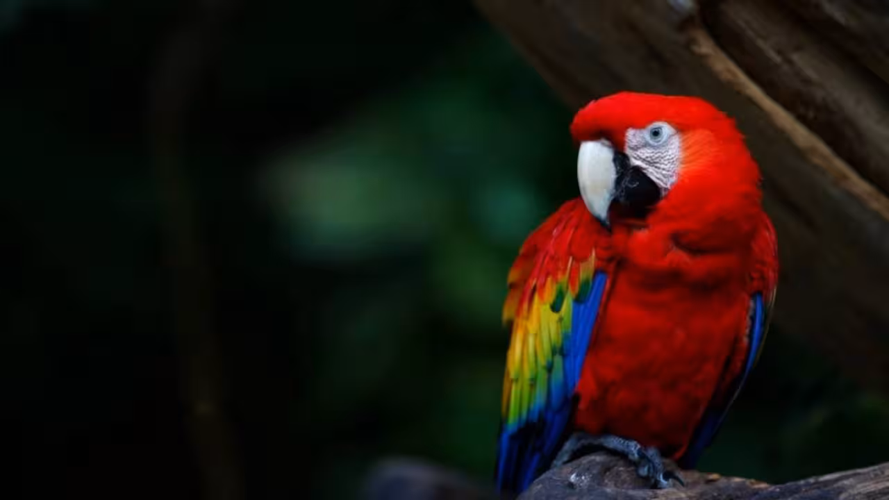 una de las especies rescatadas