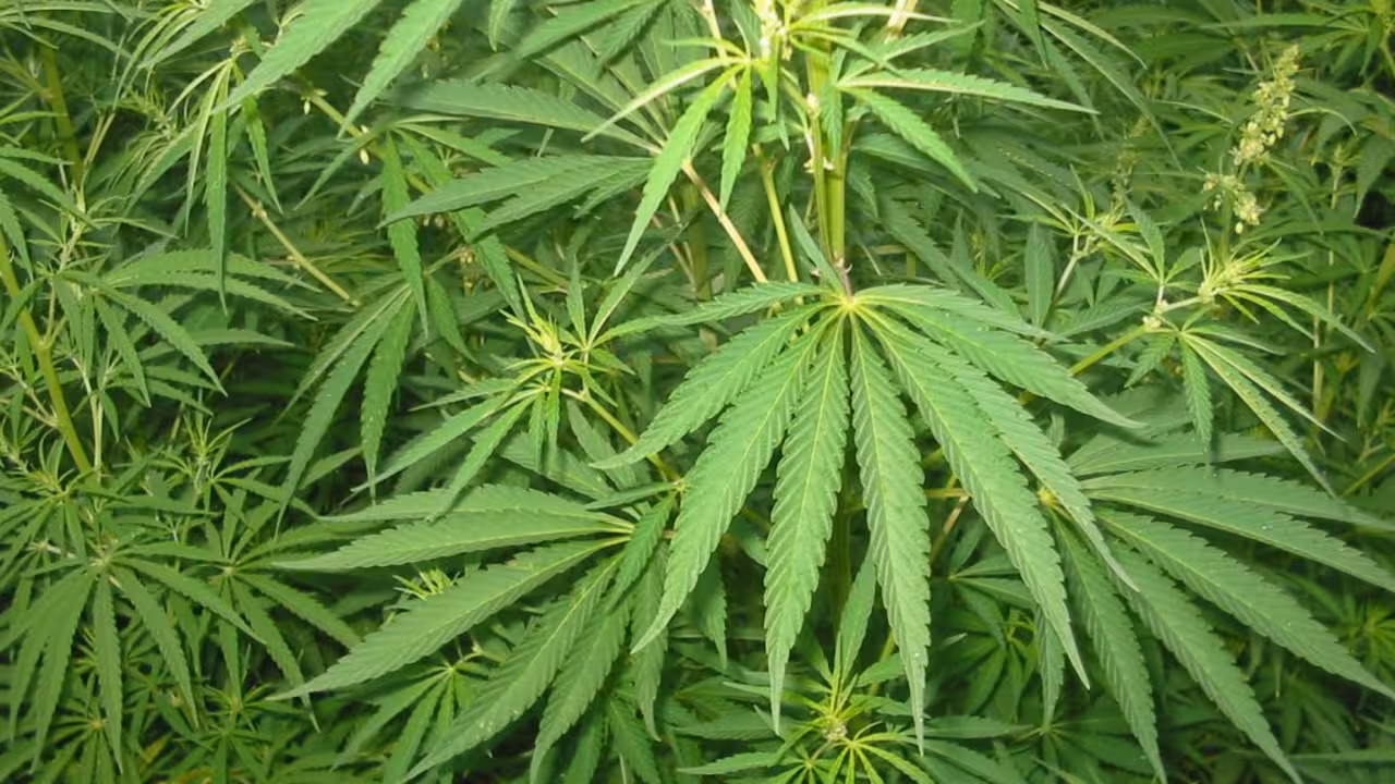 plantación de marihuana