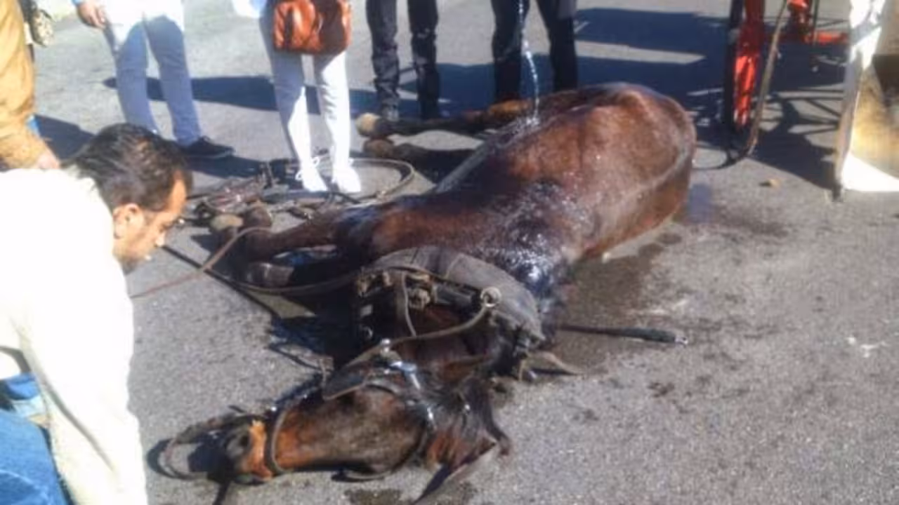 AnimaNaturalis pide acabar con el uso de caballos en las galeras de Palma