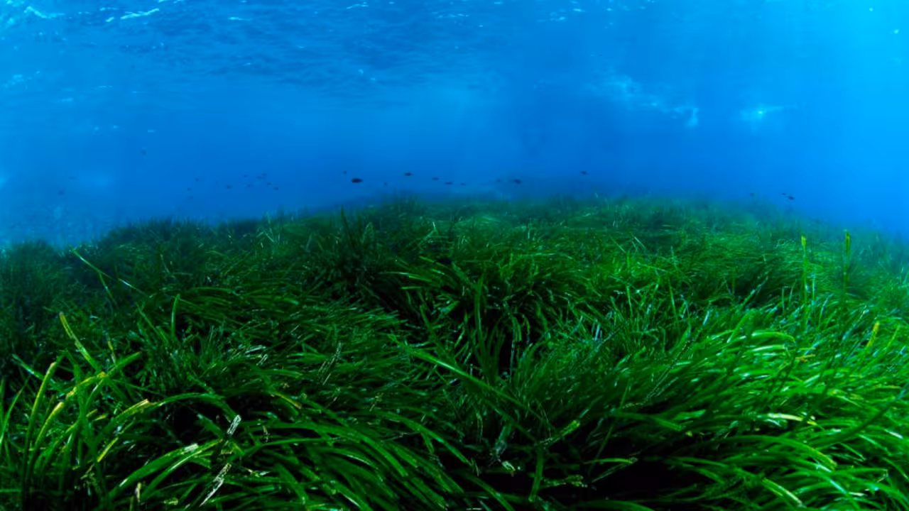 Posidonia