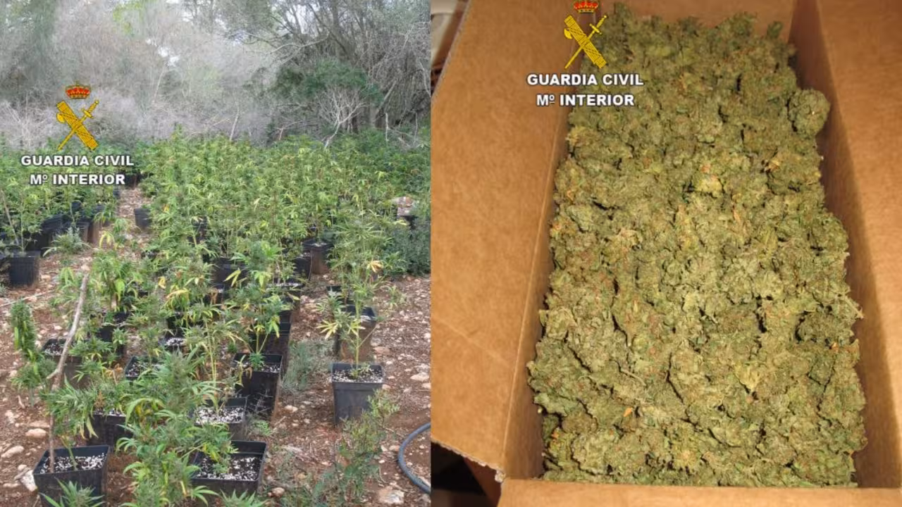 Operación Antidroga|droga_marihuana