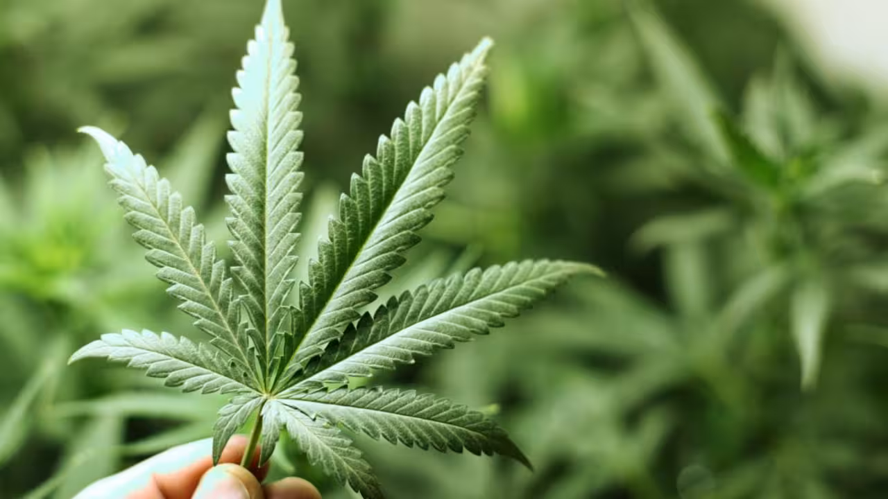 Cannabis