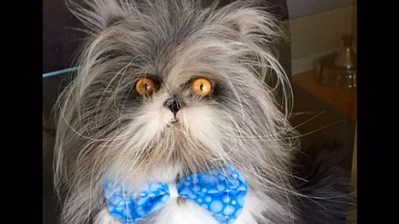¿Perro o gato?