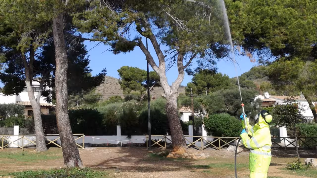 alcudia