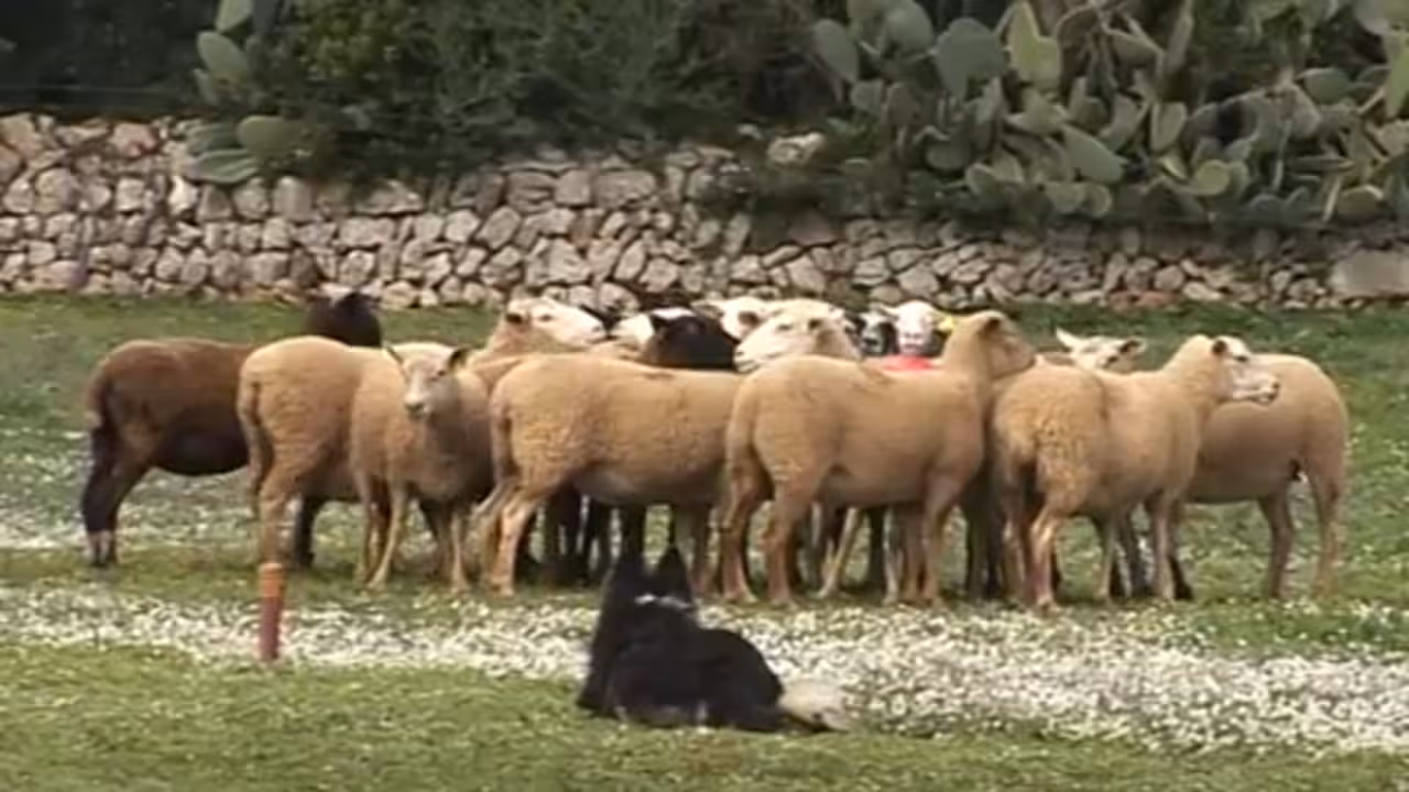 perro y ovejas