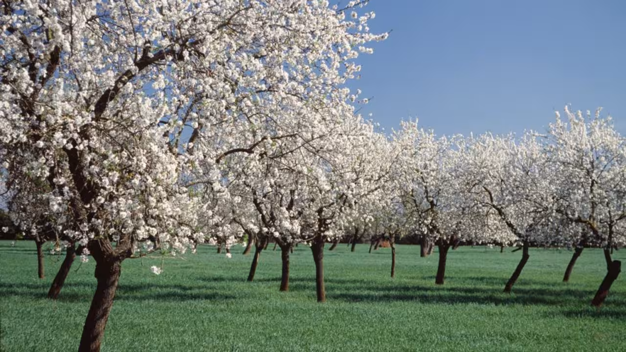 almendro