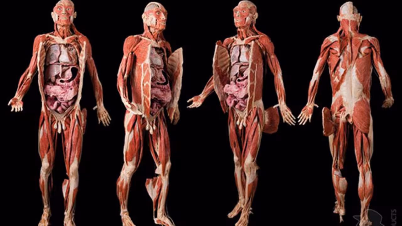 cuerpo humano