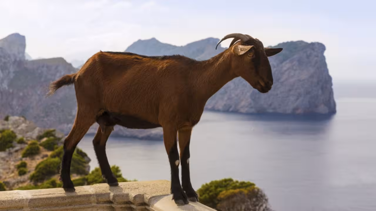 cabra de mallorca|