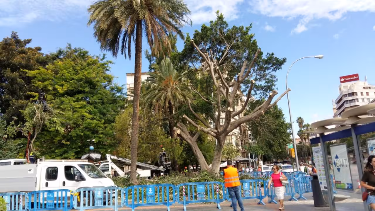 ficus_plaza_España_Palma