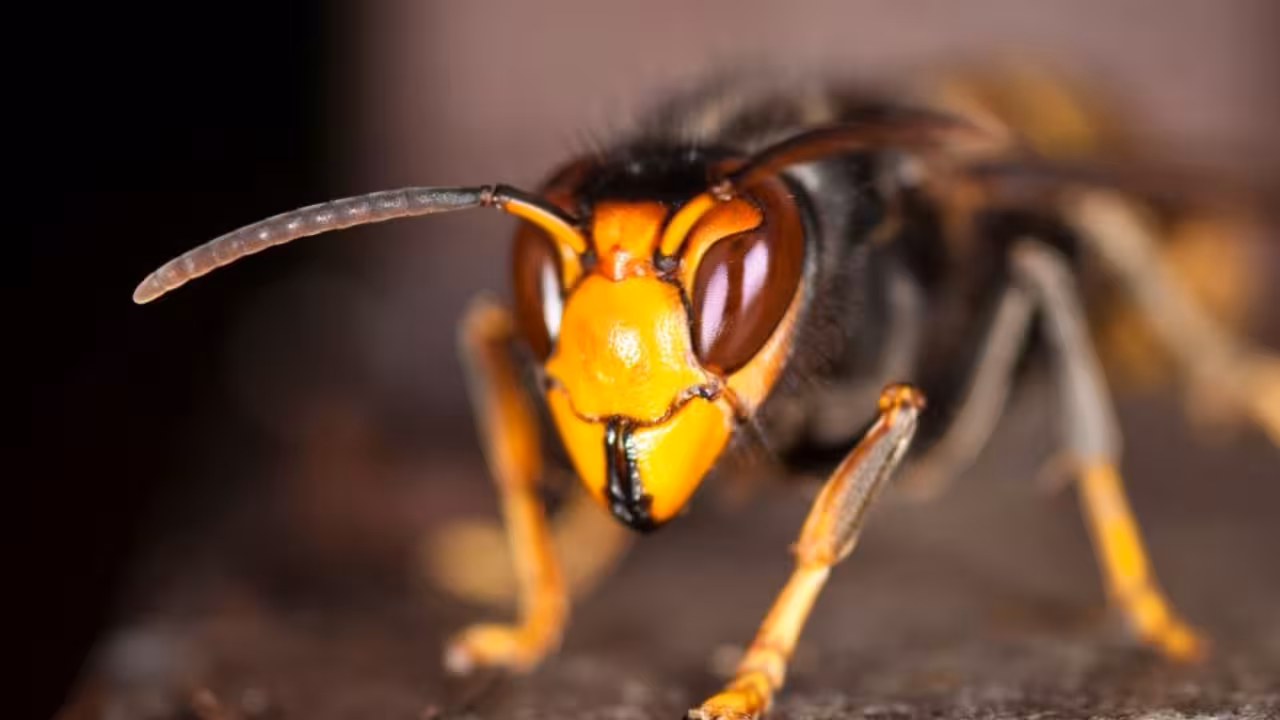 avispa_asiatica