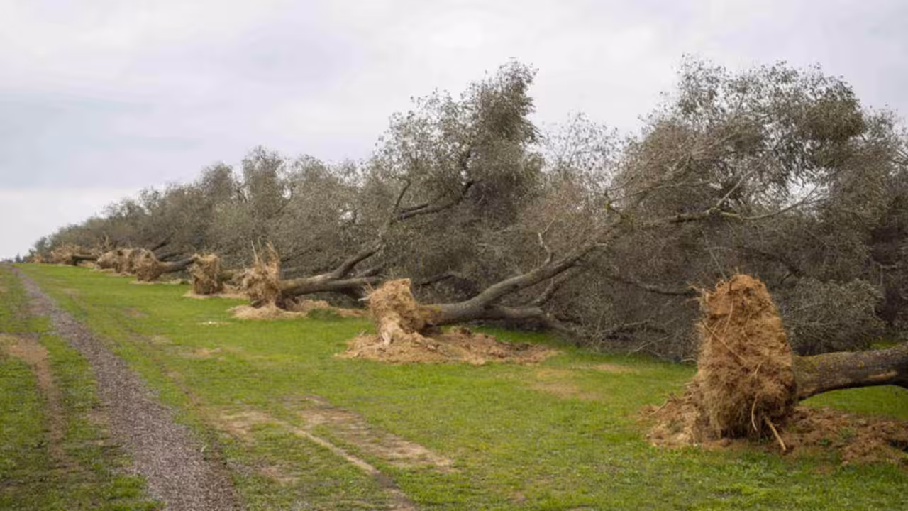 xylella