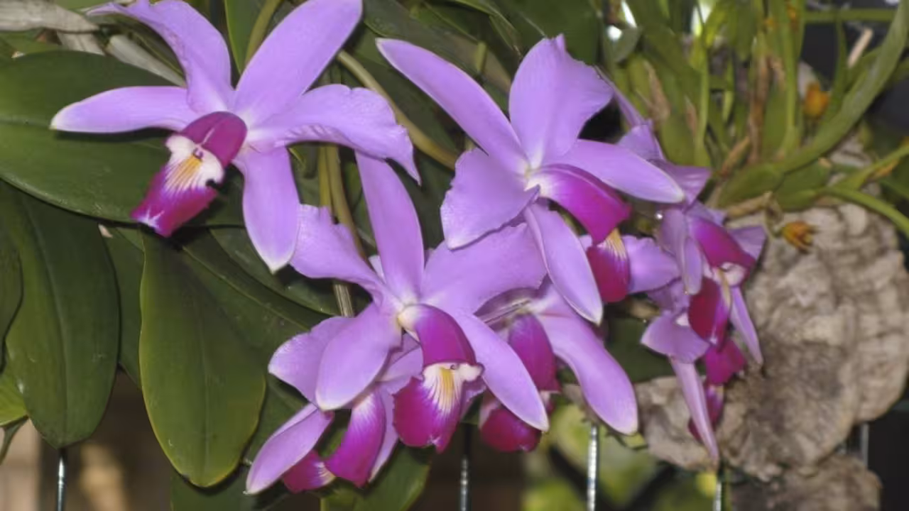 Orquídea del Prat