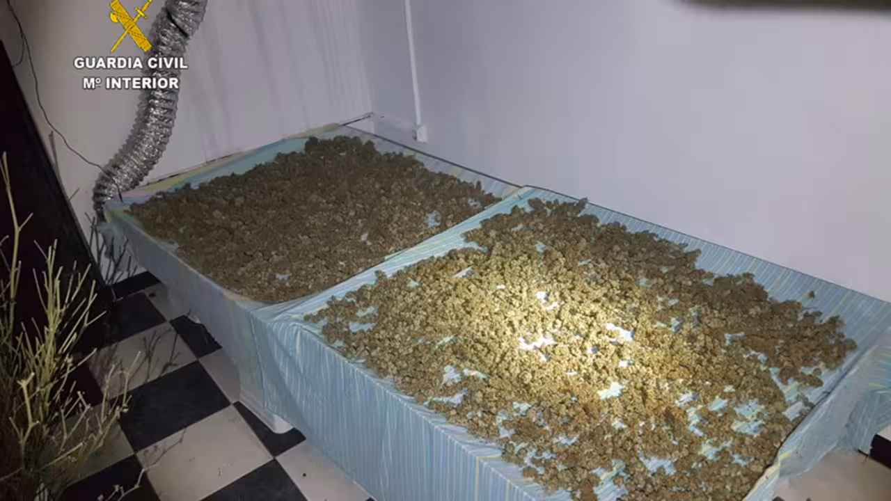 marihuana