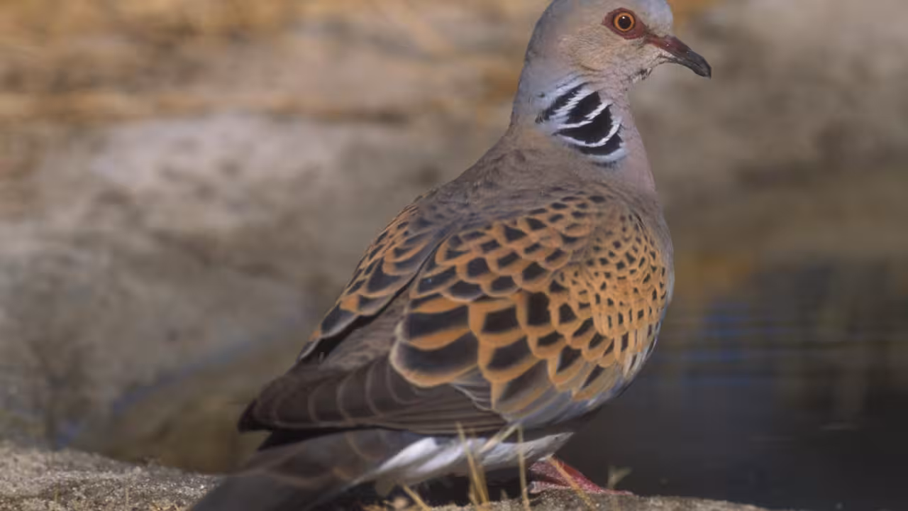 Seo BirdLife