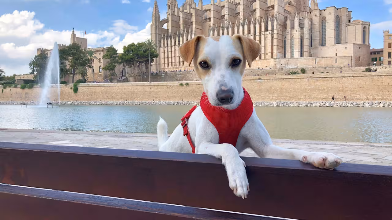 el perro viajero||