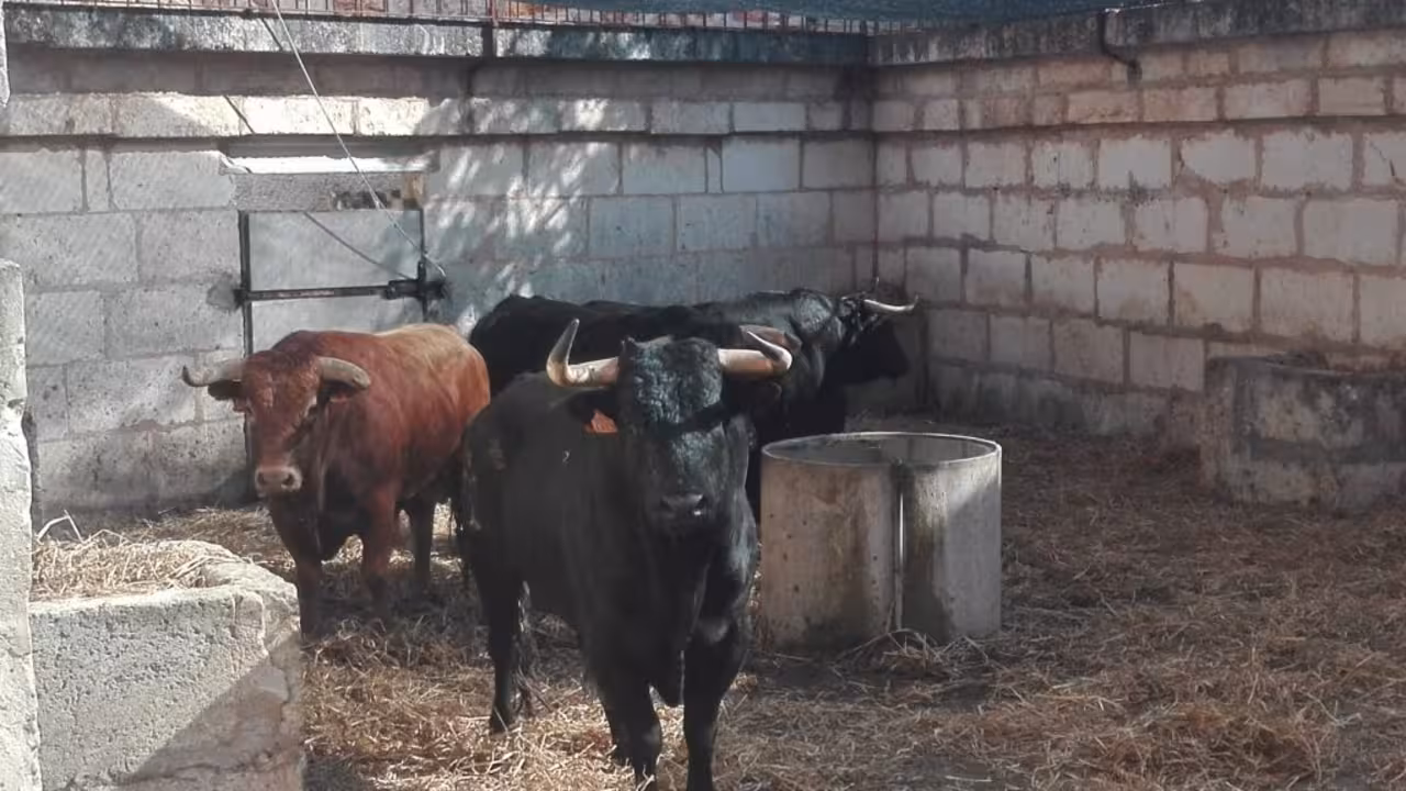 toros