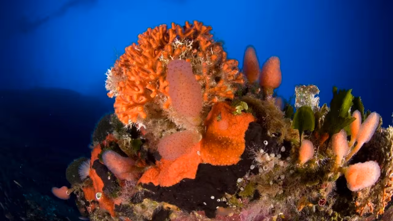 Foto: Oceana