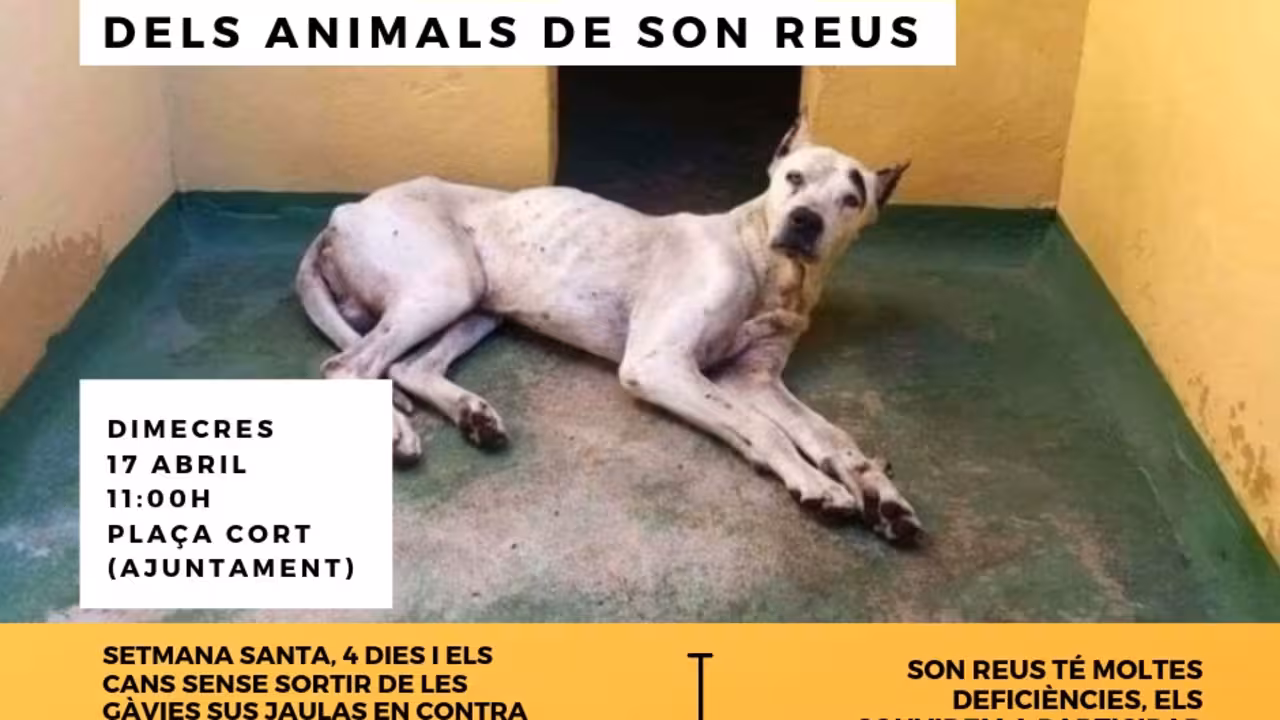 Son Reus