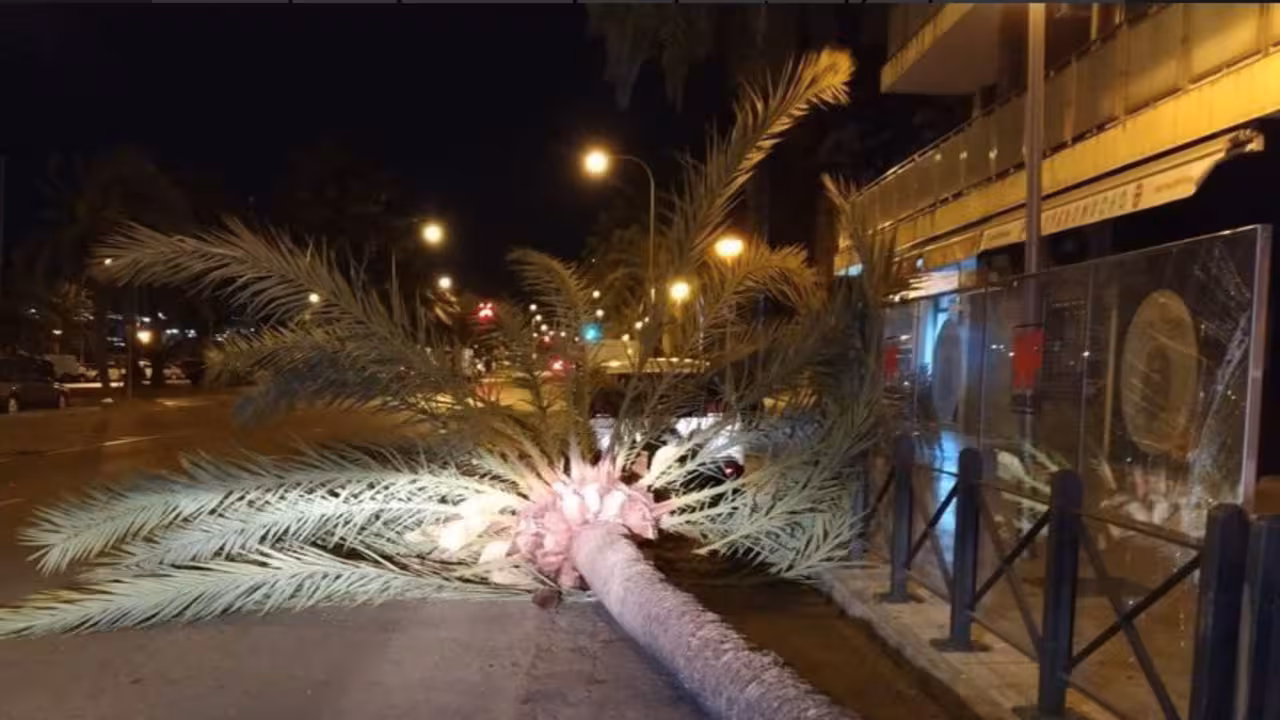 Fuente: Policía de Palma