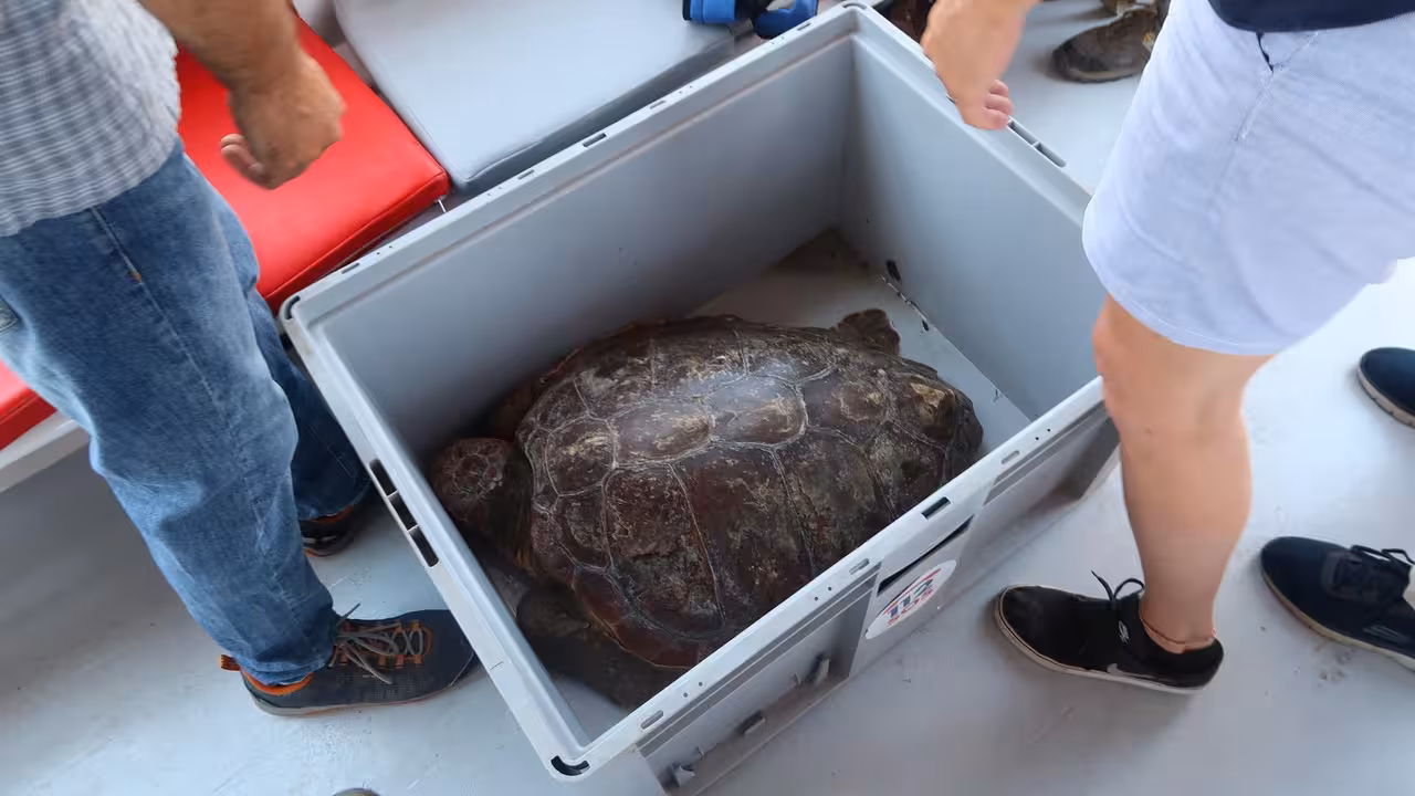 Ejemplar de tortuga marina (Caretta caretta) como las que se acercaron a Eivissa a desovar.