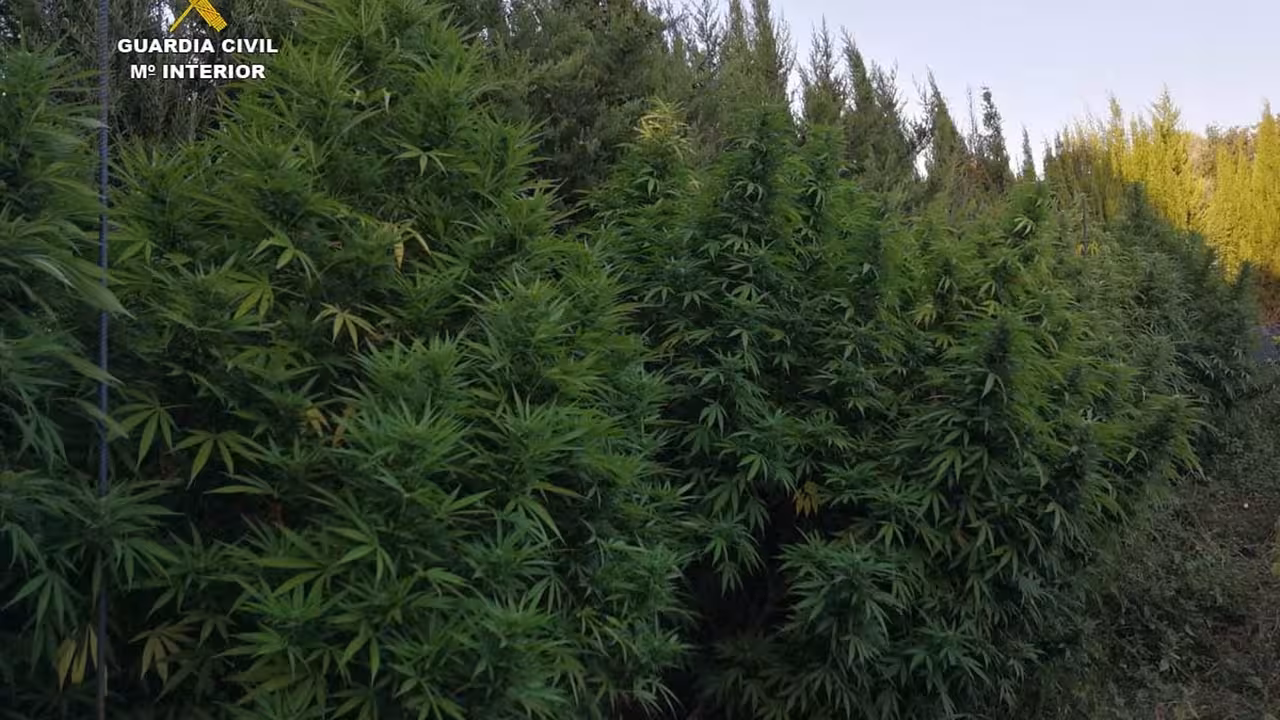 01/09/2020 Plantas de marihuana de grandes dimensiones incautadas en la operación..