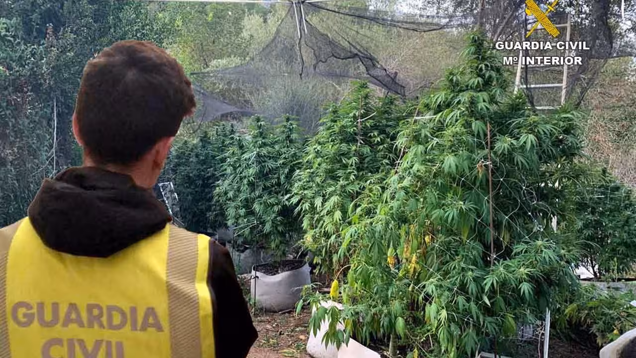 19/09/2020 Plantas de marihuana incautadas.
SOCIEDAD ESPAÑA EUROPA ISLAS BALEARES AUTONOMÍAS
GUARDIA CIVIL