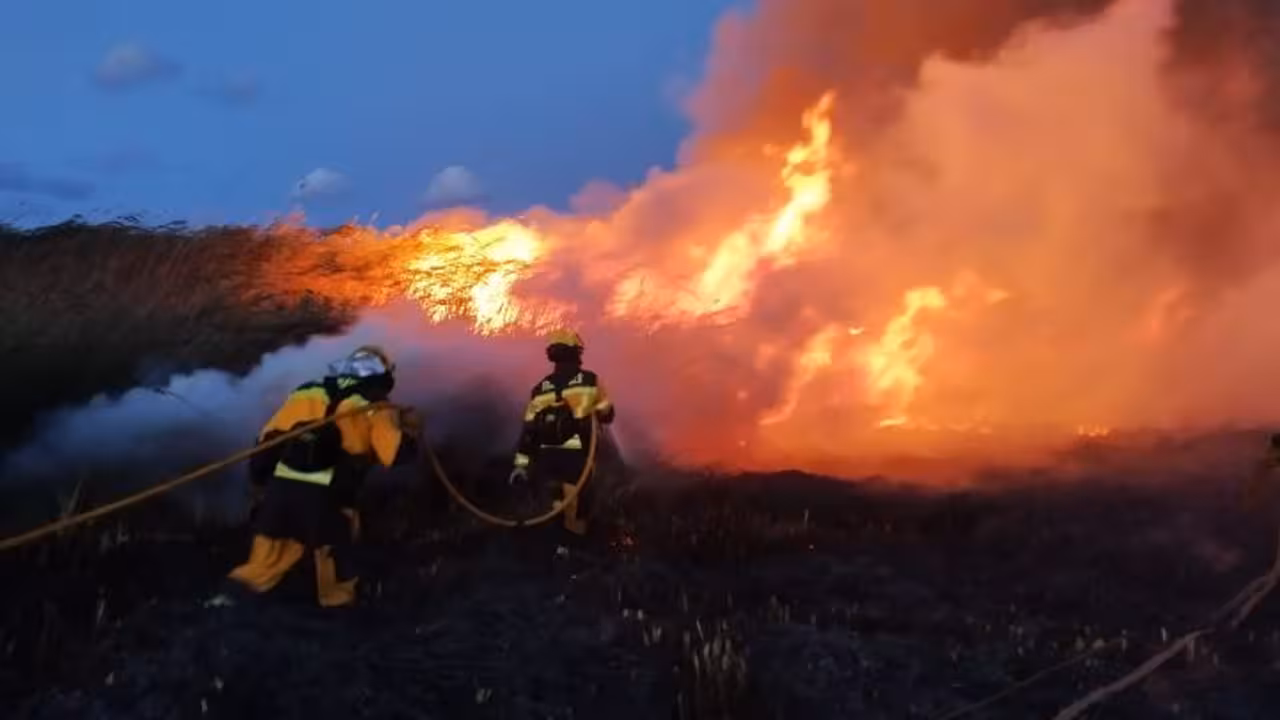 FOTO: Xarxa Forestal de les Illes Balears