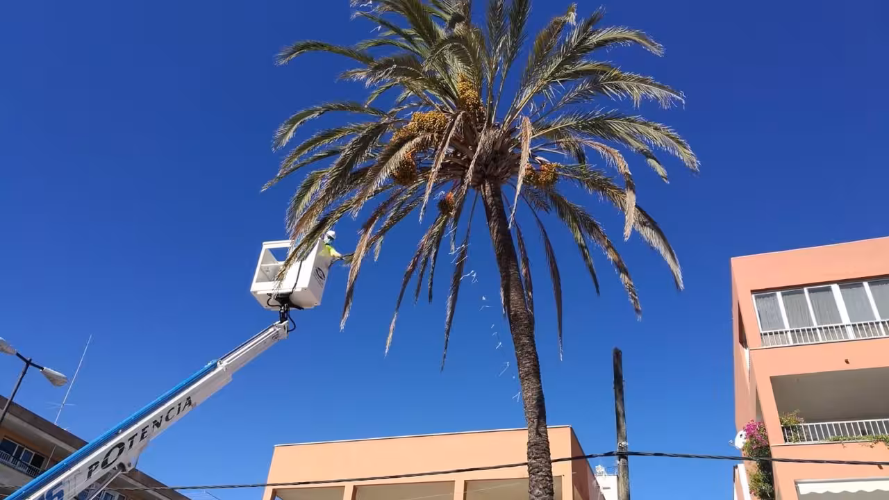 02/10/2020 Tareas de revisión del estado de las palmeras en s'Arenal para evitar accidentes.
POLITICA ESPAÑA EUROPA ISLAS BALEARES AUTONOMÍAS
AYUNTAMIENTO DE LLUCMAJOR