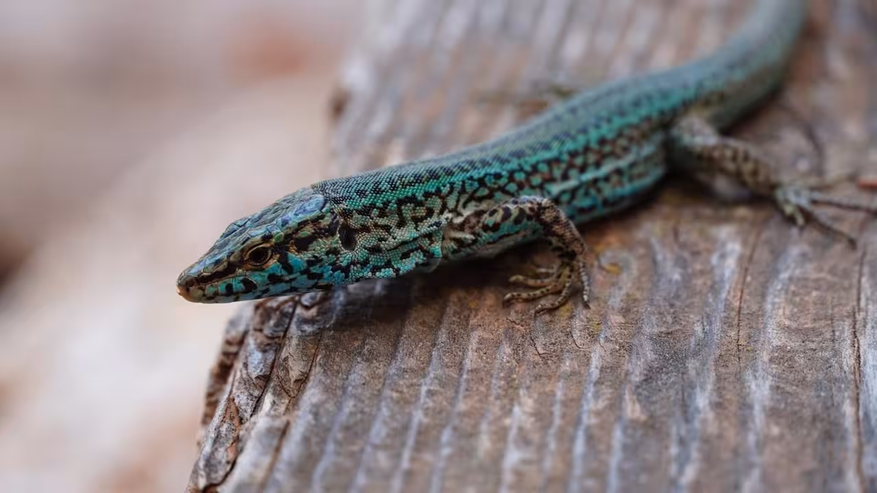 27/12/2020 Ejemplar de sargantana pitiusa..

La campaña anual de recuento de sargantana pitiusa, también conocida como Podarcis pityusensis, en las Reservas Naturales de Es Vedrà, Es Vedranell y los islotes de Ponent ha concluido que las poblaciones que habitan allí se hallan en una situación "excelente" de conservación.

POLITICA ESPAÑA EUROPA ISLAS BALEARES AUTONOMÍAS
CAIB