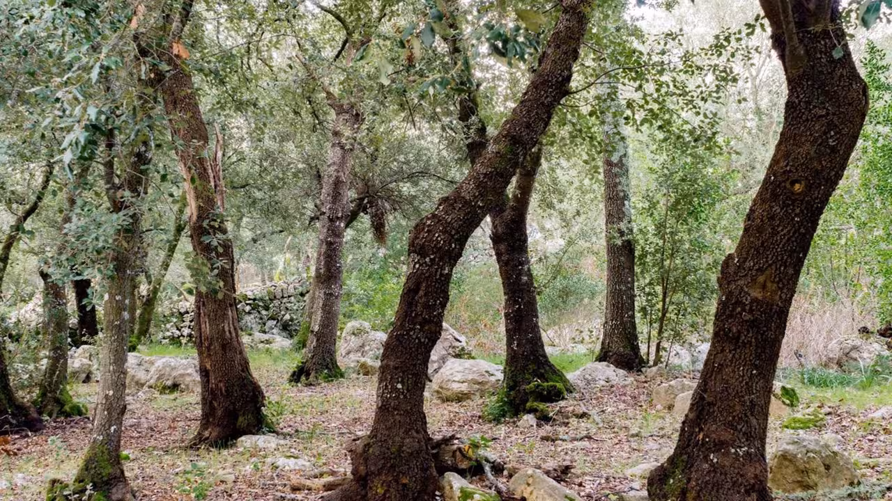 02/01/2021 Bosques de Baleares
POLITICA ESPAÑA EUROPA ISLAS BALEARES AUTONOMÍAS
CAIB