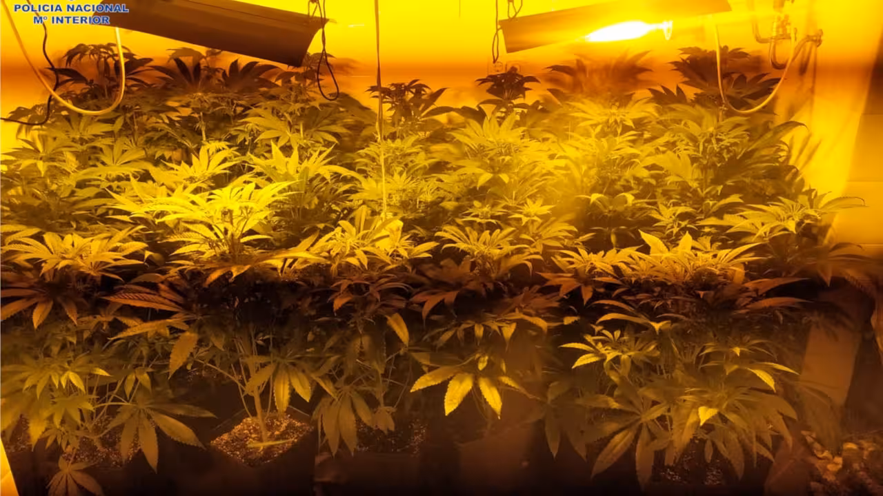 02/01/2021 Plantación de marihuana..

Agentes de la Policía Nacional, en colaboración con la Policía Local de Manacor, han procedido en la tarde de este viernes a la detención de dos hombres de 39 y 30 años de edad como presuntos autores de un delito contra la salud pública, al desmantelar una plantación de marihuana e intervenir una fiesta ilegal en una casa de campo ubicada en Manacor.

SOCIEDAD ESPAÑA EUROPA ISLAS BALEARES AUTONOMÍAS
POLICÍA NACIONAL